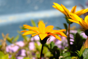 African daisy flower in garden with blurred background. Cape daisy flower.Bright yellow blossom of Osteospermum, close up image of beautiful yellow  flowers