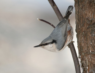 nuthatch1