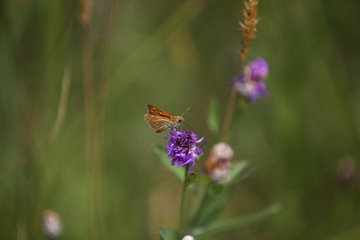 kleiner Schmetterling