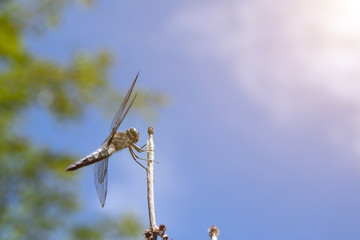 A close up of a dragonfly resting on a small branch.