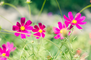 Pink flowers in th e garden. Summer flowers in bloom