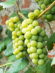 bunches of grapes ripening on the bush