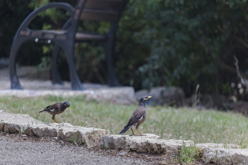 birds @ nature from haifa city