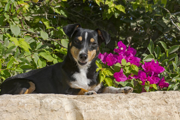 adorable smiling old doxie-pin dog posed on a rock in front of a magenta Bougainvillea bush