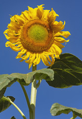 stunning giant yellow sunflower against a dazzlingly clear blue sky