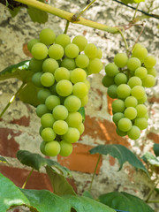 bunches of grapes ripening on the bush