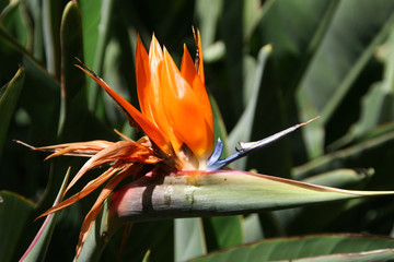 Botanic Jardin, Teneryfa