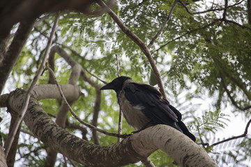 birds @ nature from haifa city