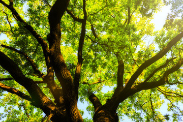 Fototapeta premium Sun shines through the branches of the old oak tree