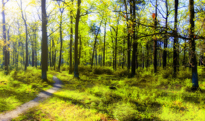 Fototapeta na wymiar Forest in spring with a bright sun shining through the branches of trees