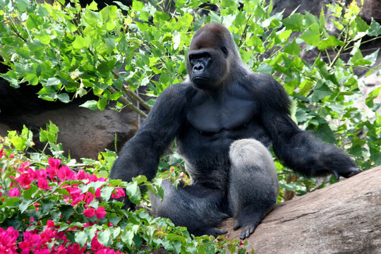 Goryl, Loro Park
