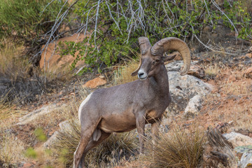 Desert Bighorn Sheep Ram
