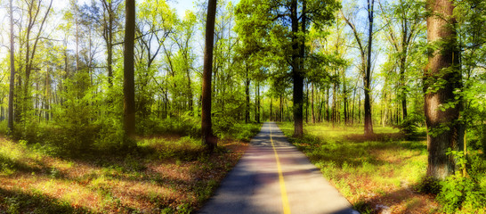 Forest road in spring morning