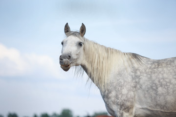 Fototapeta premium orlov mare