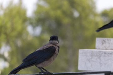 birds @ nature from haifa city