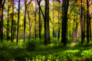Forest in spring with a bright sun shining through the branches of trees