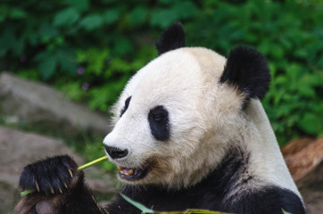 Closeup of panda eating bamboo. Giant panda eating bamboo stick