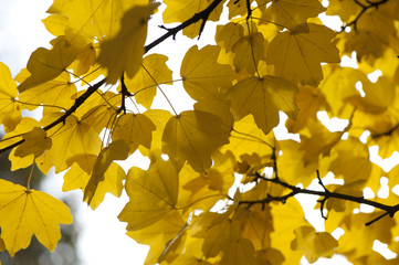 Żółte liście 2