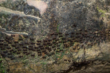 A colony of ants going in lines on the rock. Close up of the colony of the ants.