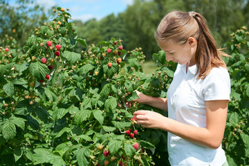 Young girl gardener in white T-shirt gather a harvest raspberry on summer day