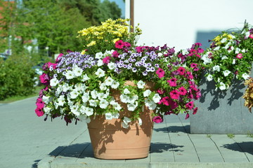 Blumen Steucher Pflanzen