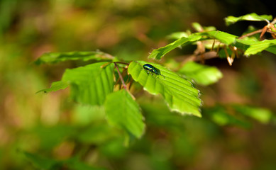 Käfer auf einem frischen Buchenblatt