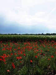 Fototapeta na wymiar Poppy flower field