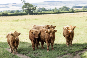 Group of young brown highland calves stood in shade together looking towards the camera with a sunny background of a green field and pastures on the horizon.