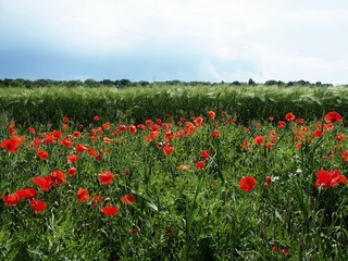 Poppy flower field