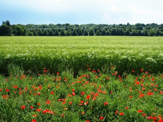Poppy flower field
