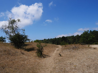 Fototapeta premium Nature reserve Amsterdamse Waterleiding Duinen, The Netherlands