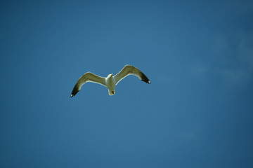 See Möve 3