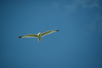 See Möve 2