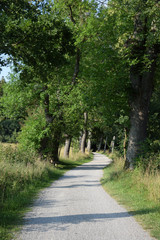 Kleine Allee am Ammersee