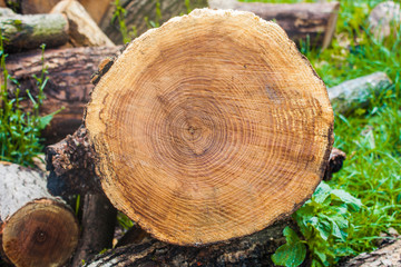 Wood texture background, wooden bark close up. Grunge textured image