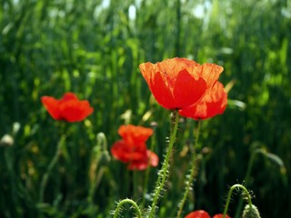 Poppy flower field