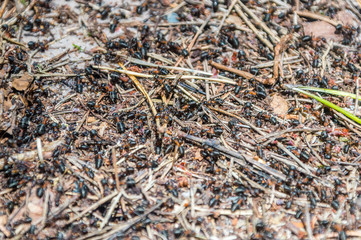 Ants on the anthill.