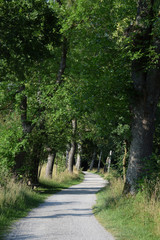 Kleine Allee am Ammersee