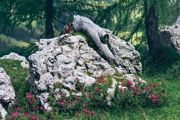 landscape stone with a root in the forest