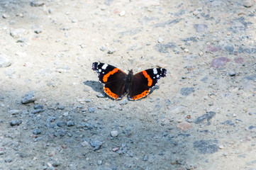 Fototapeta na wymiar Vanessa atalanta, the red admiral butterfly.