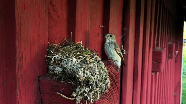 Bird tacking off from nest, and another lands and feeds the baby bird