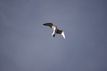 Seagull flying sky