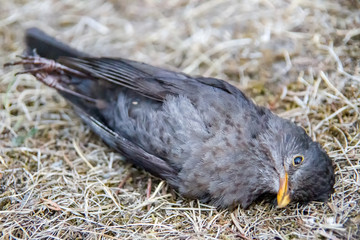 Trockenheit und Dürre, tote Amsel 