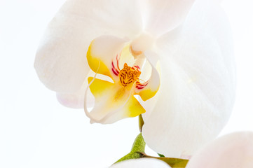 Fototapeta na wymiar Close-up for white Orchis.