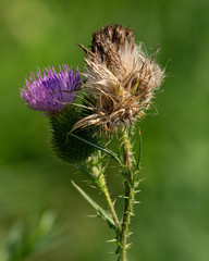 Thistle