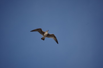 Seagull in flight