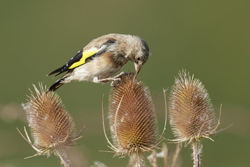European goldfinch (Carduelis carduelis)