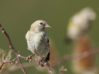 European goldfinch (Carduelis carduelis)