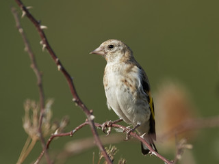 European goldfinch (Carduelis carduelis)