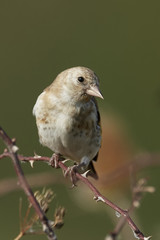 European goldfinch (Carduelis carduelis)